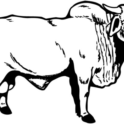 COW015 Thumbnail